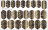TIES   Пленка для маникюра   P-047